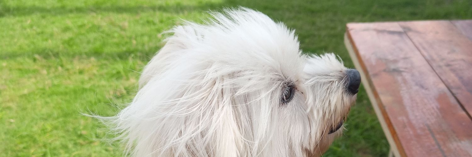 Vookeyz's profile banner image