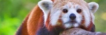 Prince_Ennui's profile banner image