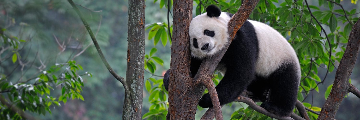 TheyCoolMePanda's profile banner image