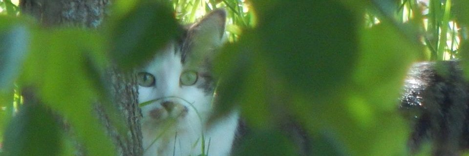 Wistroll's profile banner image