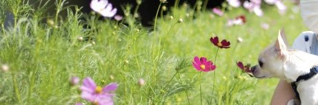 앙꽁 (Ancon) banner