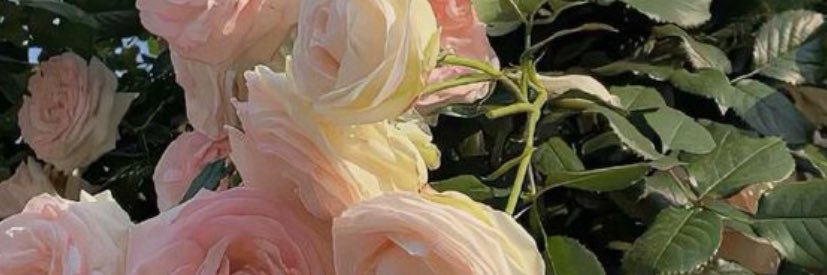 asaardani's profile banner image
