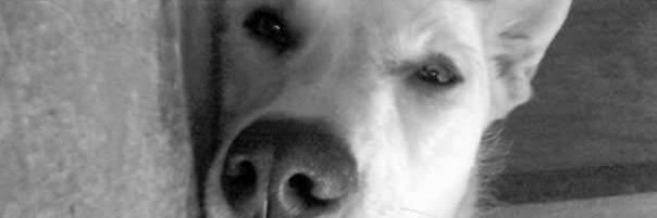 pinko21's profile banner image