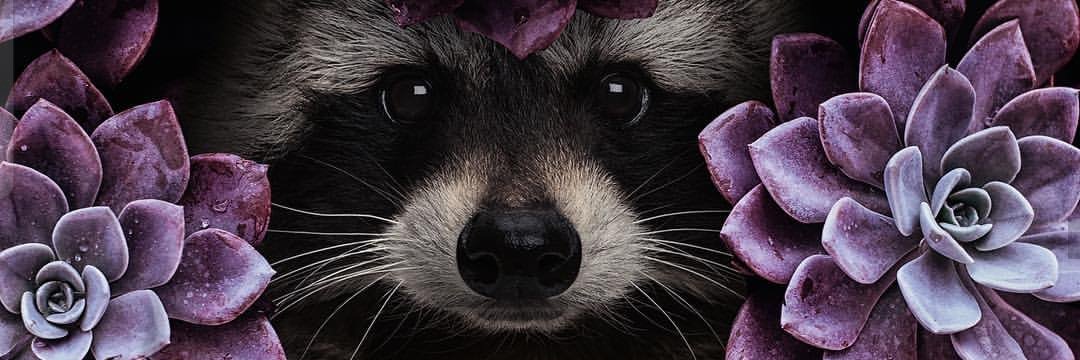 Belmont   本音 banner