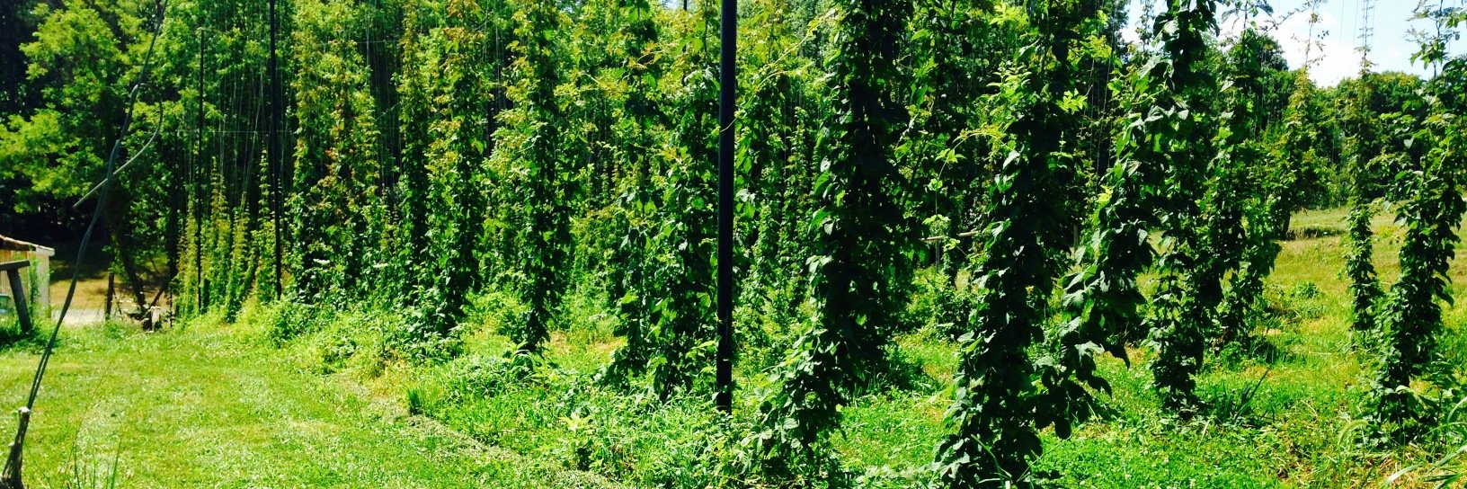 Organarchy Hops banner