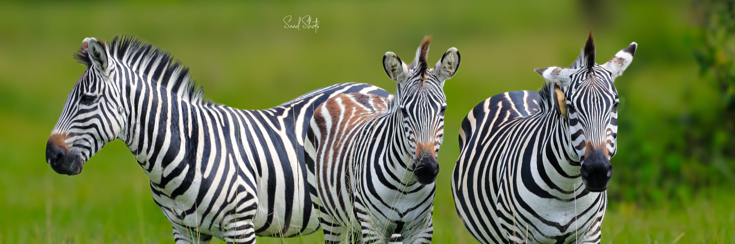 Saad Shots 📸 banner