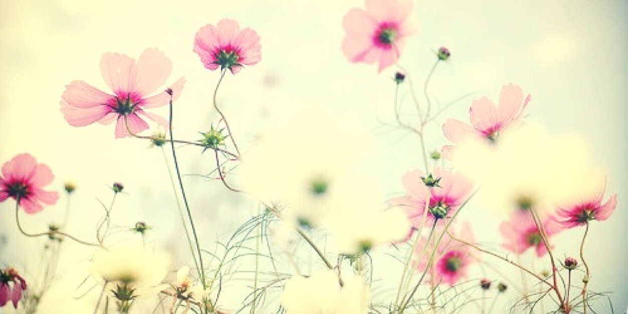 Linseyveerman's profile banner image