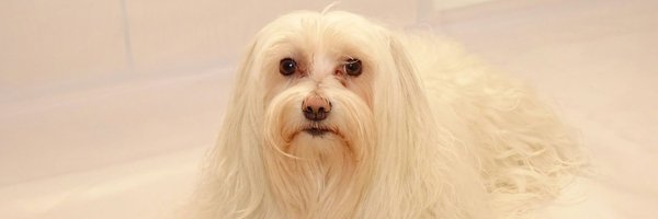 VerkaemerSteven Profile Banner