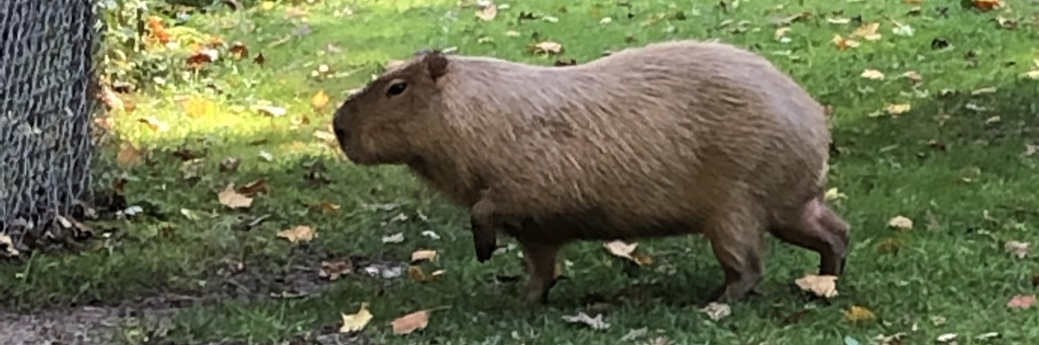 here for the capy content banner
