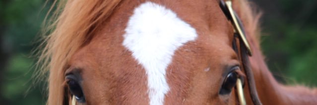 🐴ぷぅ banner