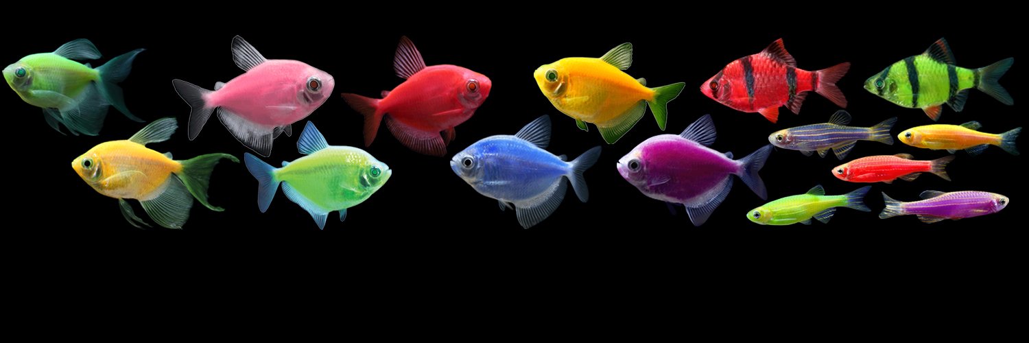 GloFish's profile banner image