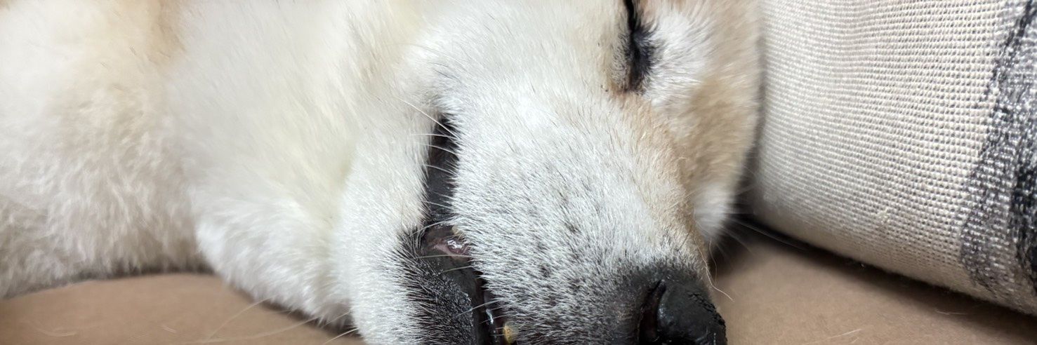ka_kou_7's profile banner image