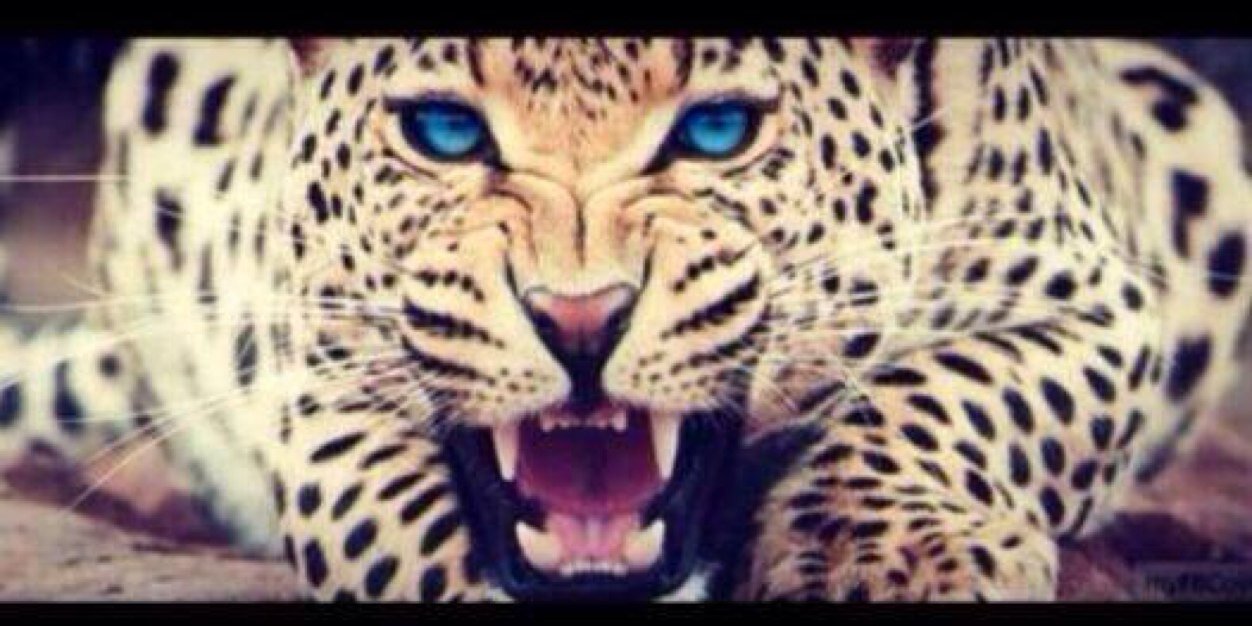 Khalaa_'s profile banner image