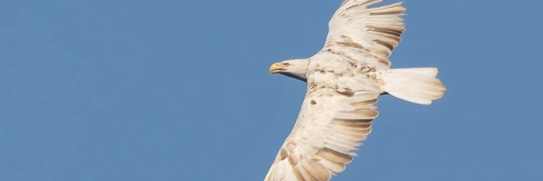 NeilChaske's profile banner image