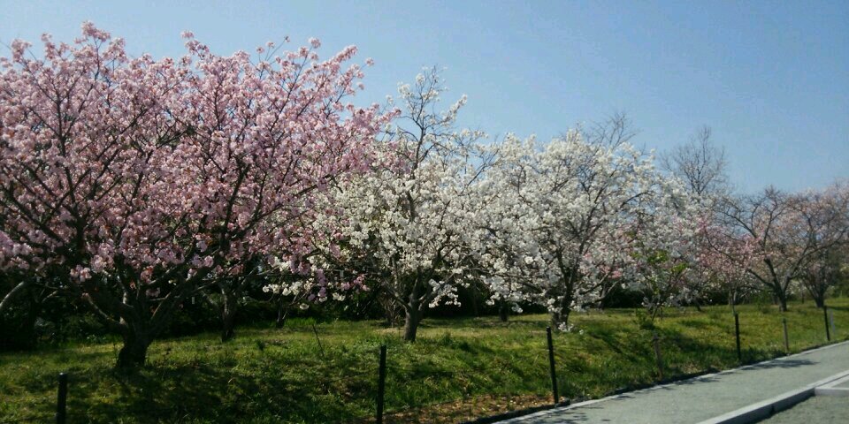 mococotton's profile banner image