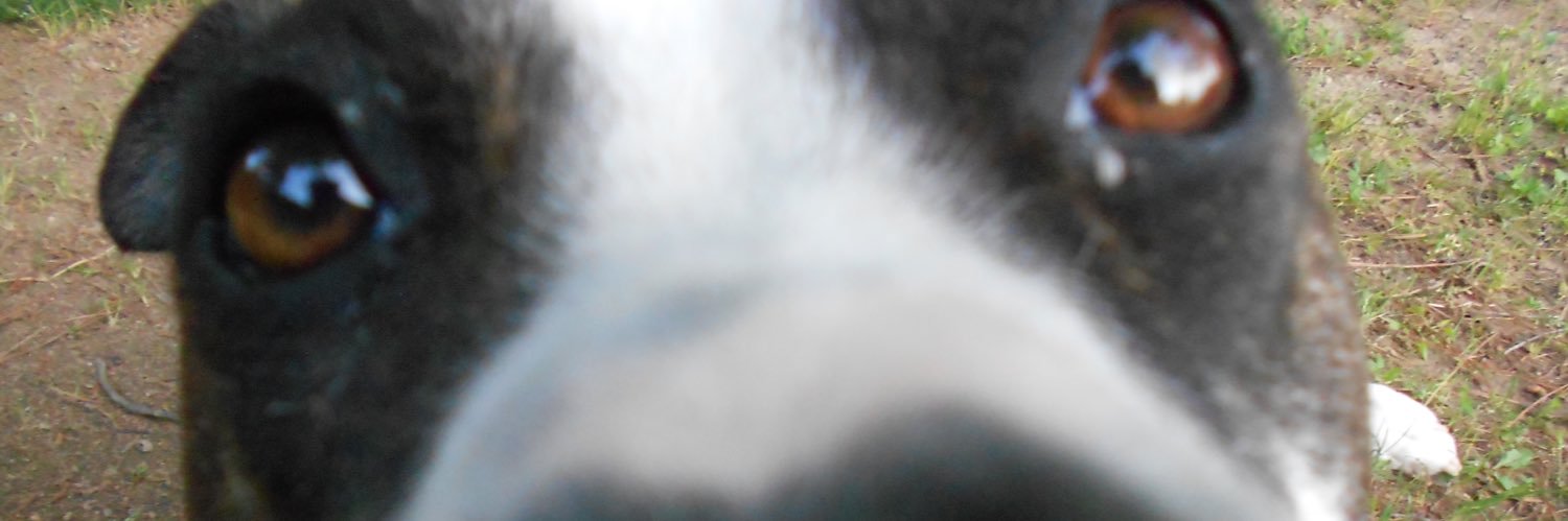 atlantiswarren's profile banner image