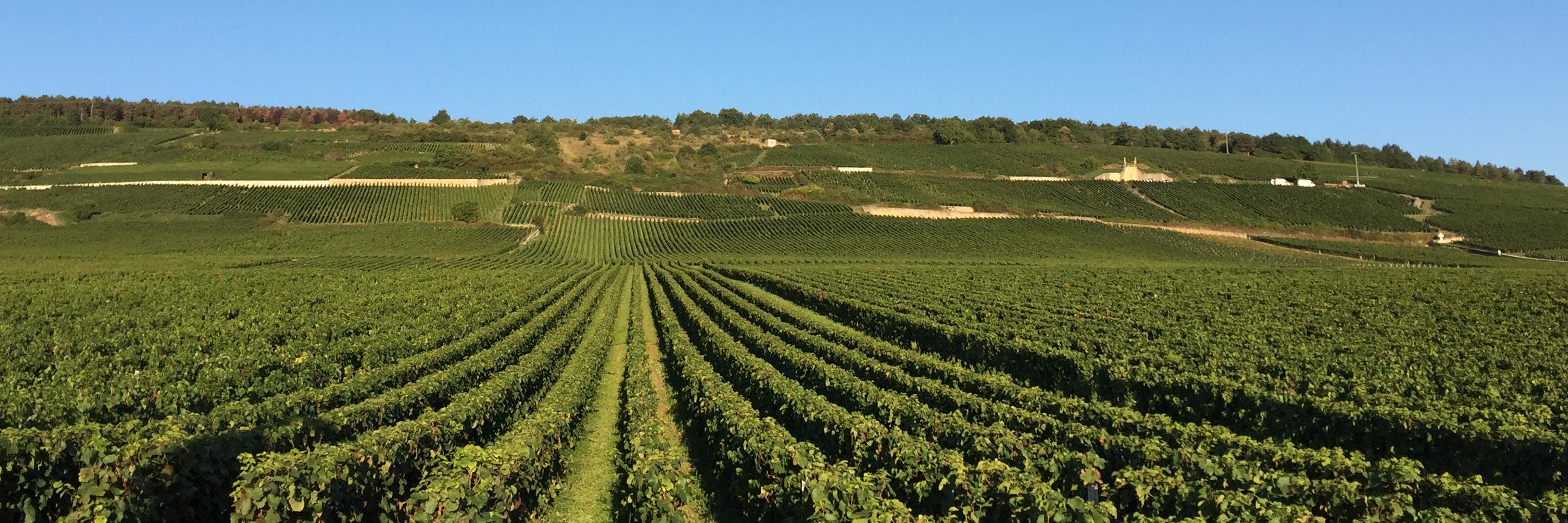GuyCollinsWine's profile banner image