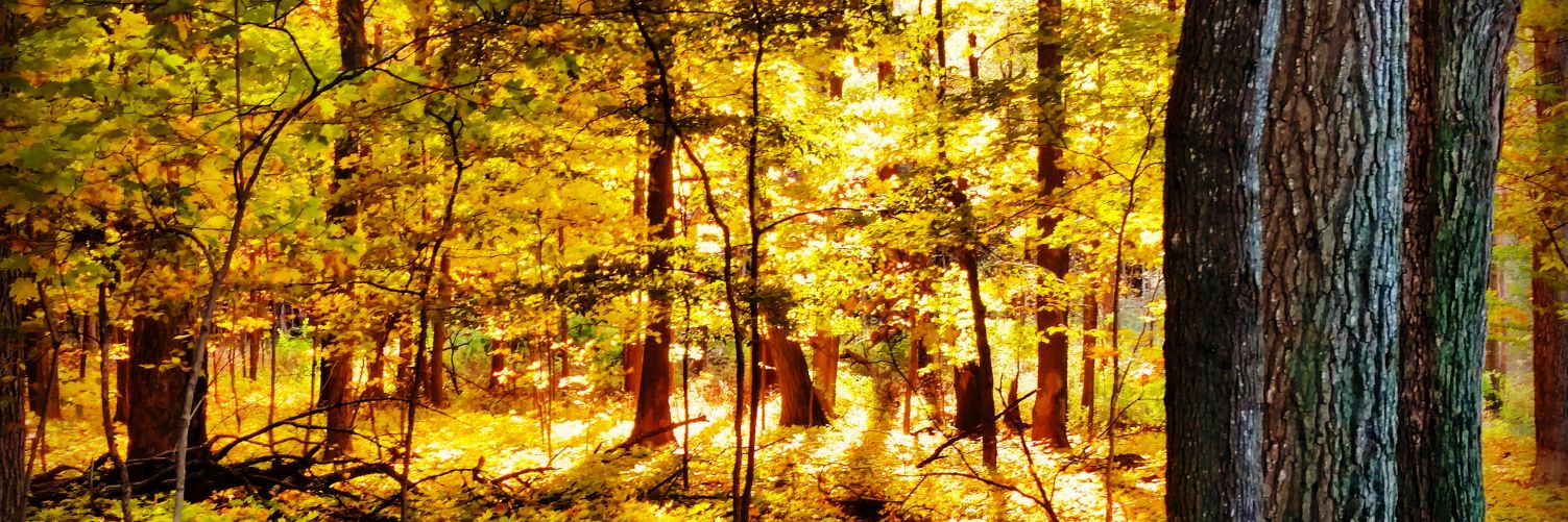 peter_matsi's profile banner image