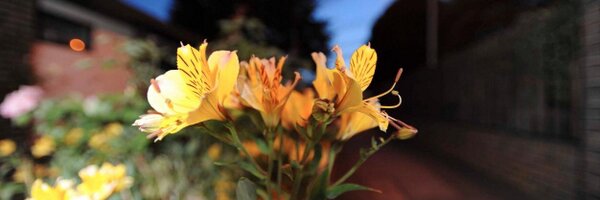 yosmartie Profile Banner