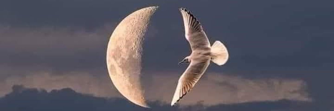 ᄂ𝔈𝔥𝔞𝔫🔥𝐀𝐜𝐭𝐢𝐯𝐞 banner