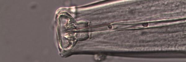 esanblas Profile Banner