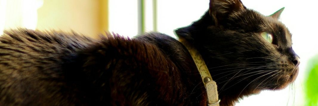 SideraVJ's profile banner image