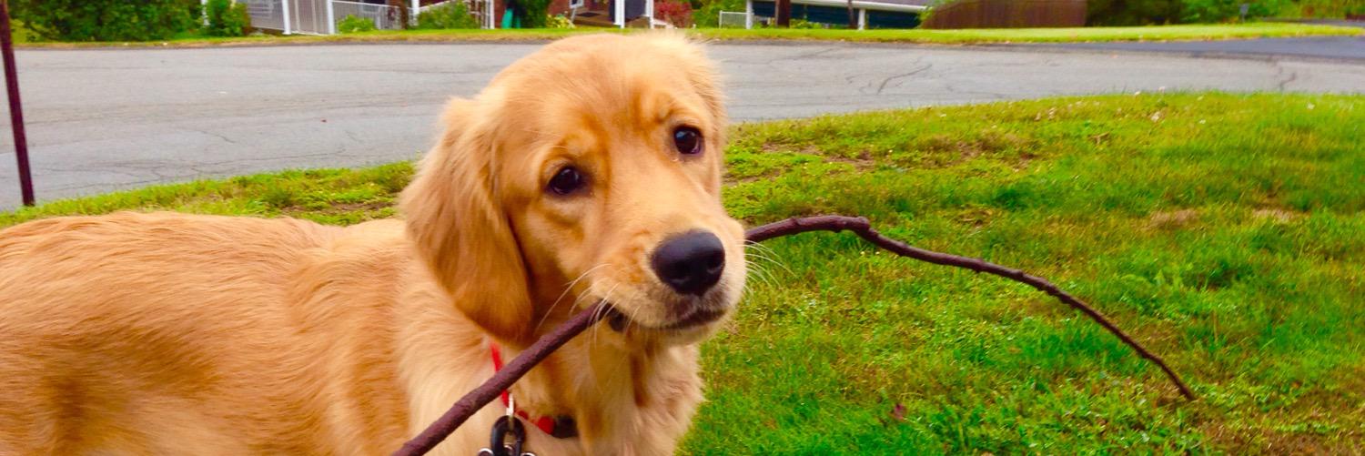 FinleyGolden's profile banner image