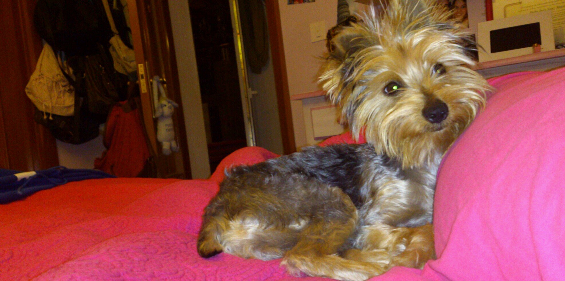 Ines Sanz banner