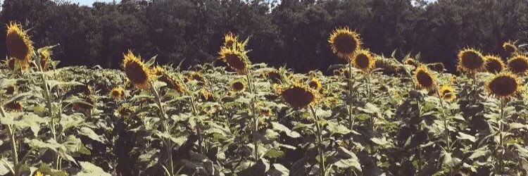 sarahyoungerr's profile banner image