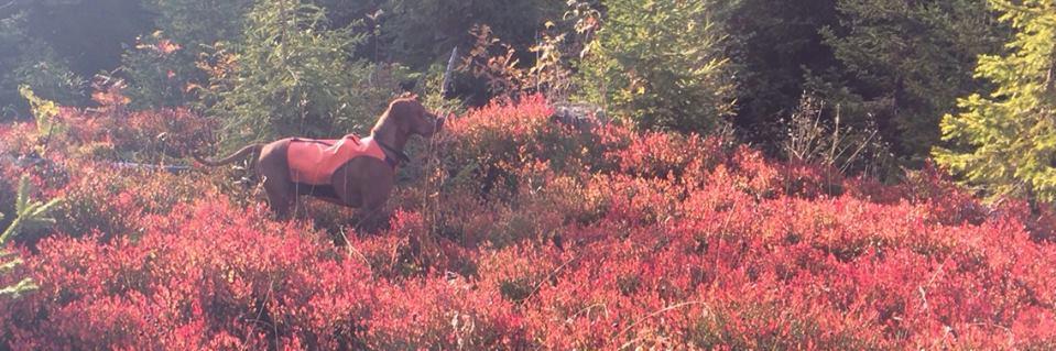 Johan H. Andresen banner