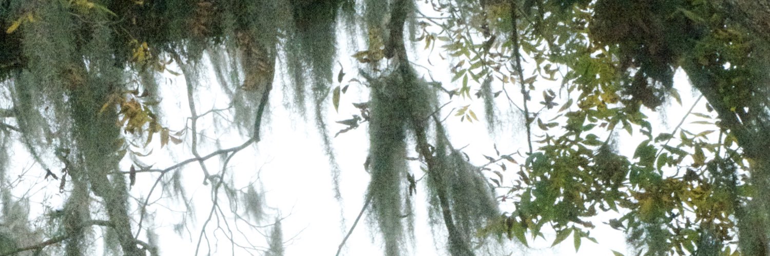 LillyputLane's profile banner image
