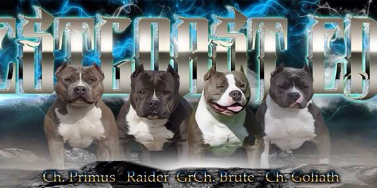 WCEJAMESLEWIS's profile banner image