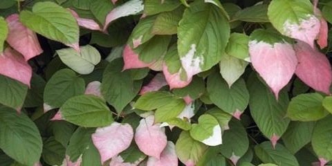 gummyheartliam's profile banner image