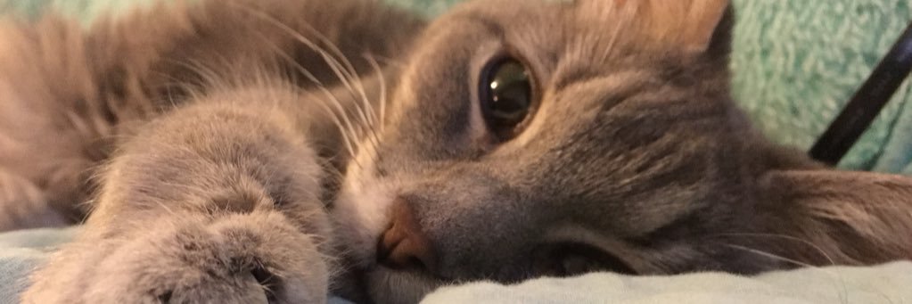 cattitude13's profile banner image