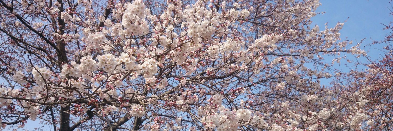 Shiro_kedama's profile banner image
