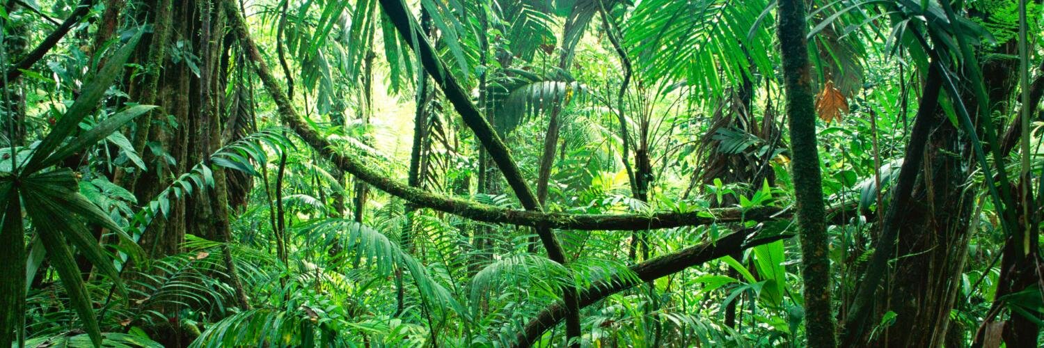 WildlifeMajor's profile banner image