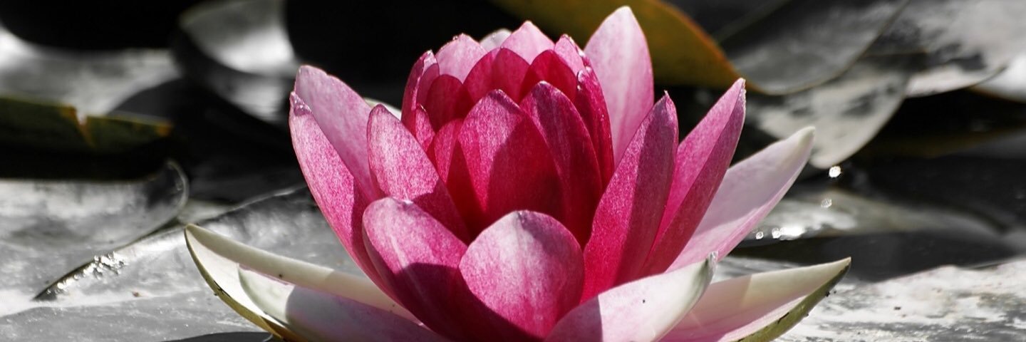 lotus_stores's profile banner image
