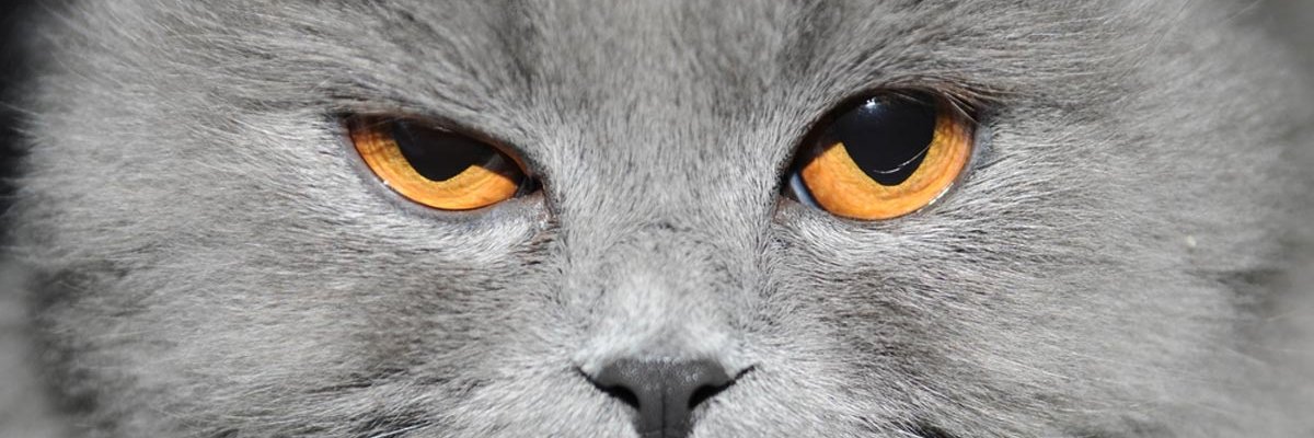 C_ttygray's profile banner image