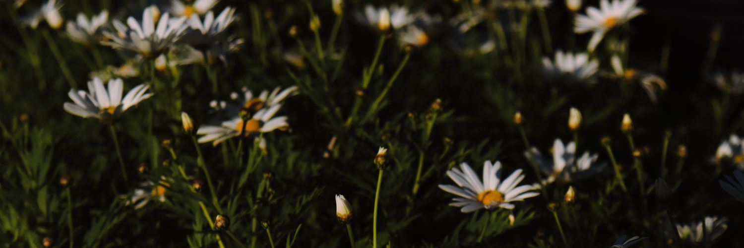 Jacqueline_jof's profile banner image