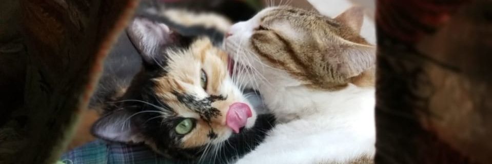enidmatika's profile banner image