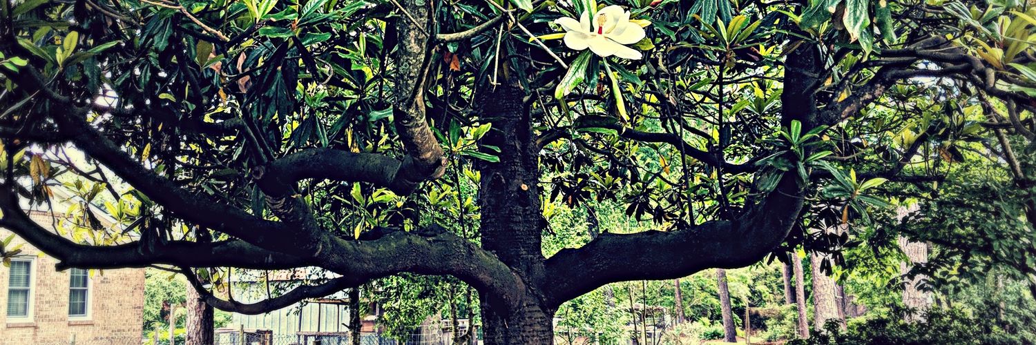 istudybones's profile banner image