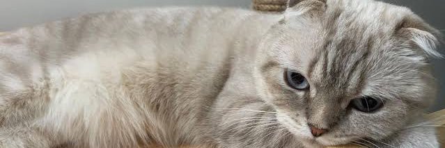 Reynaynu's profile banner image