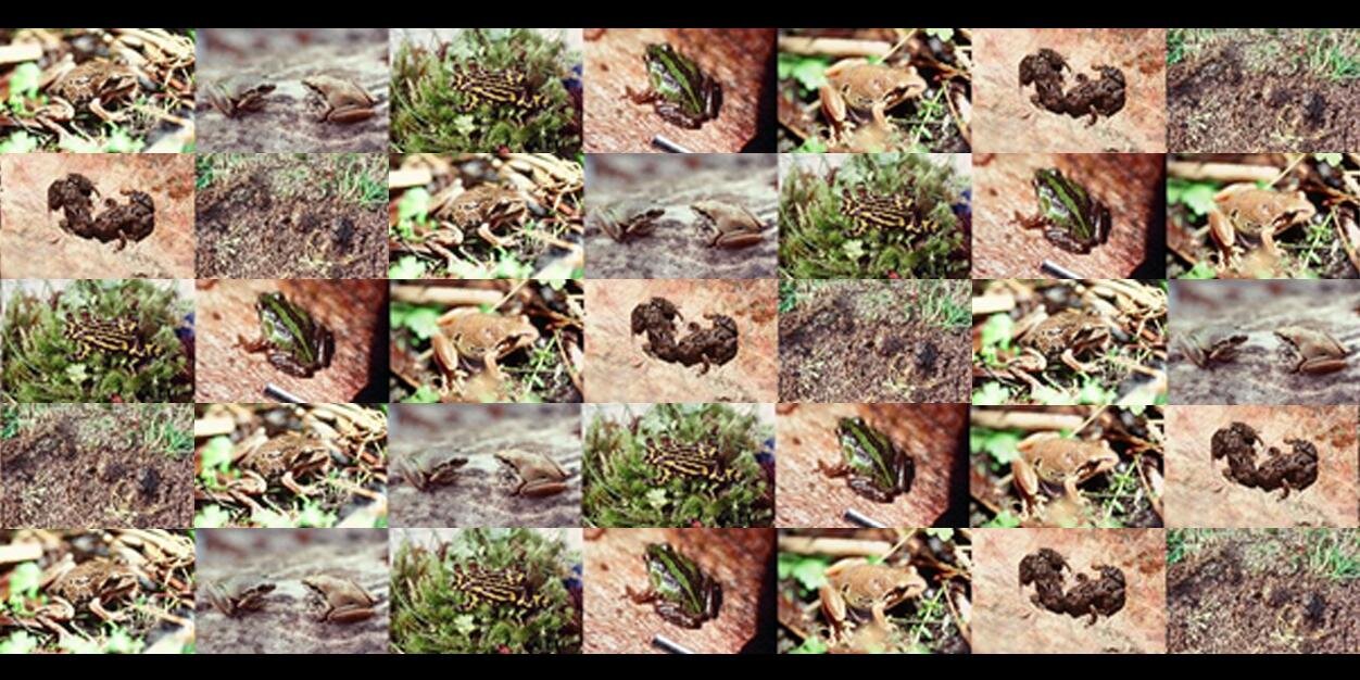 FrogwatchACT's profile banner image