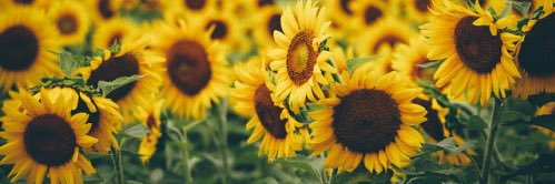 thebumblebreeee's profile banner image