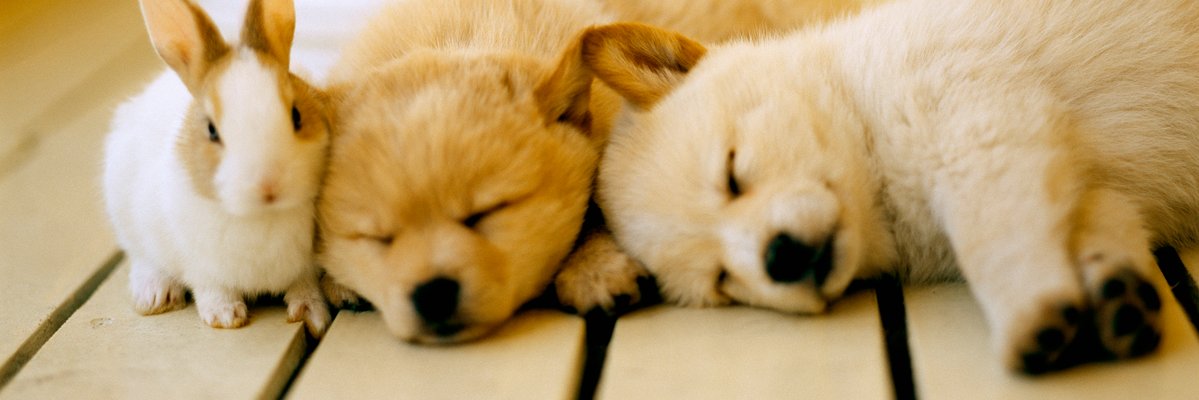 mynavianimal's profile banner image