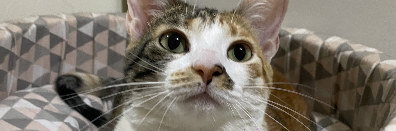 FranTaschetto's profile banner image