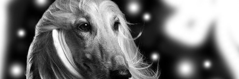 ..:::horedsito:::. banner