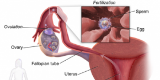 Ovulation_Cycle's profile banner image