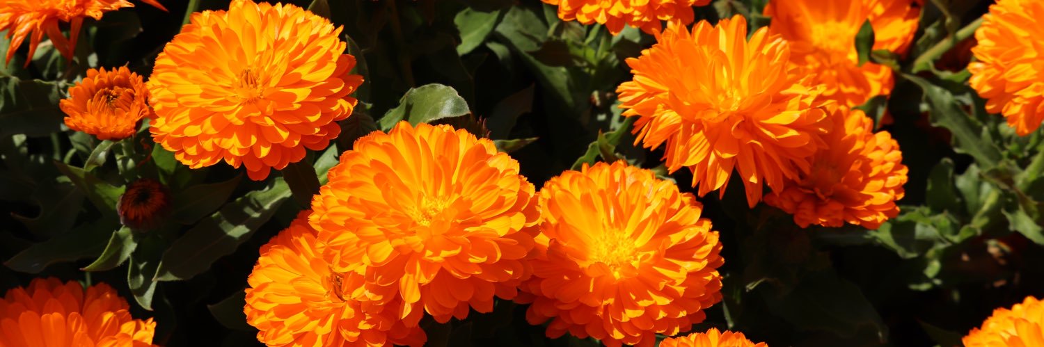 rouis3886's profile banner image