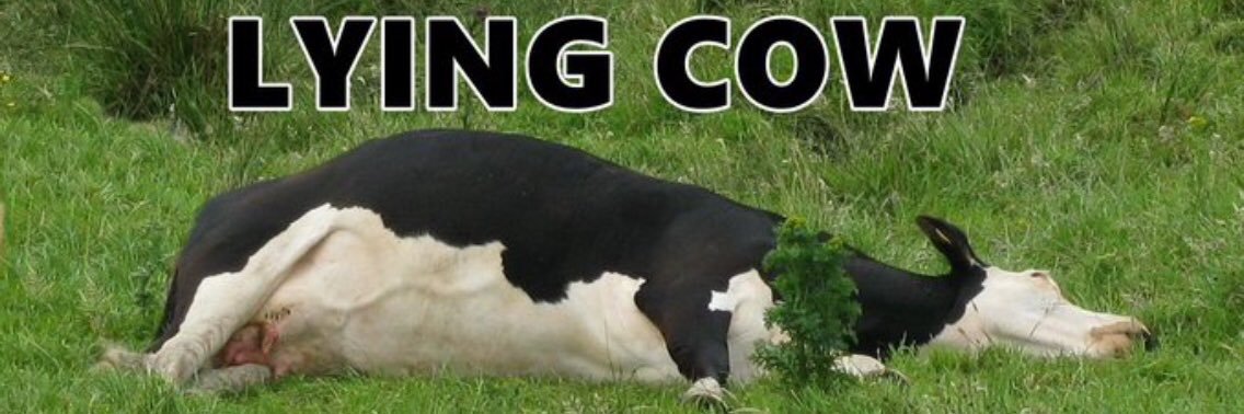 Scomo’s Cow banner